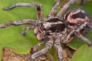 Spider Control Sydney